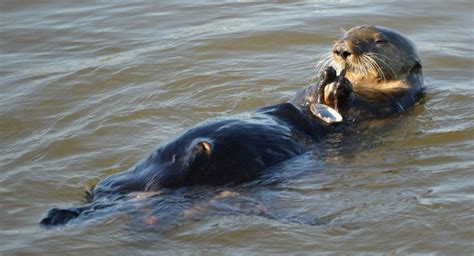 All about sea otters - Sierra Club BC