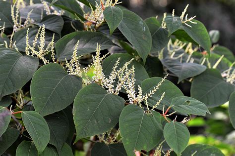 Invasive Species Series 2020: Japanese Knotweed - Pike County ...