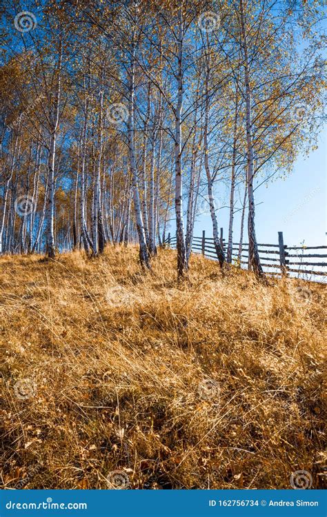 Autumn birch forest stock photo. Image of bright, flora - 162756734