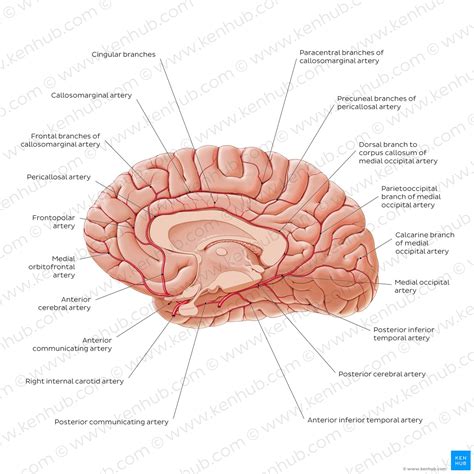 Corpus callosum: Anatomy, function and clinical aspects | Kenhub