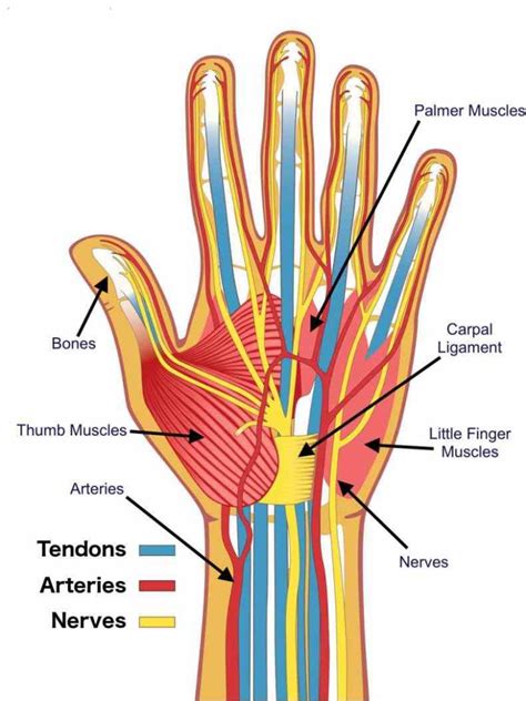 upper enters hand via carpal tunnel ir Anatomy Of The Hand Nerves para ...