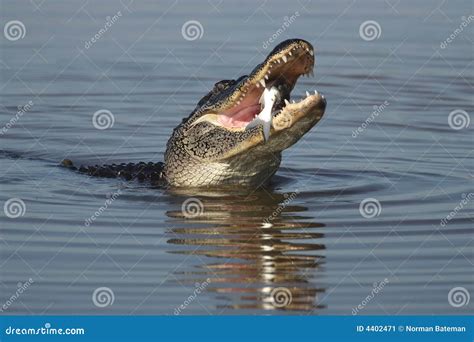 American Alligator Eating Stock Image - Image: 4402471