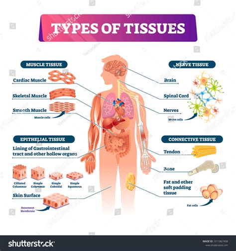 Human Body Tissues And Their Functions