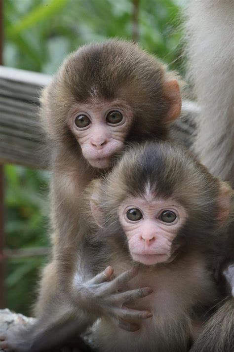 Monkey Center 🐵 Pet Monkey, Small Monkey, Monkey Pictures, Cute Animal ...