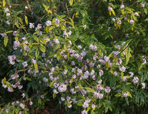 Deer Resistant Shrubs For Shade ~ Bees and Roses