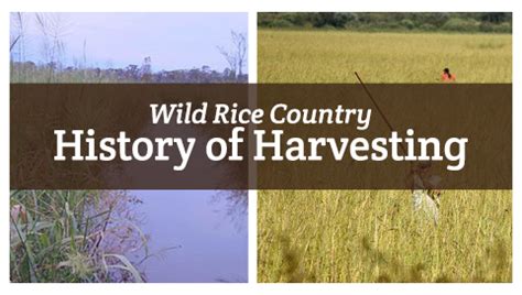 Wild Rice Country: A History of Harvesting – Canoe Wild Rice