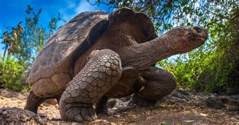 Galapagos Tortoise - A-Z Animals