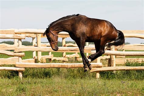 Best Bucking Horse Stock Photos, Pictures & Royalty-Free Images - iStock