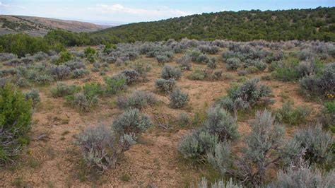 Semi-desert Shrublands Big Sagebrush Shrubland - Colorado Native Plant ...