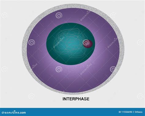 Cell Division Interphase stock illustration. Illustration of centromere ...