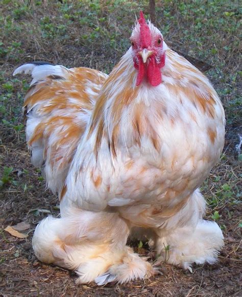 Chicken Breed Focus - Cochin | BackYard Chickens