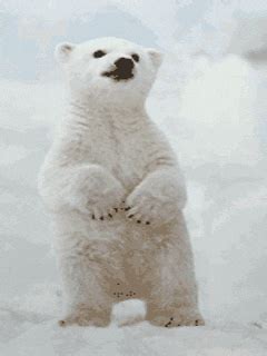 Polar Bear GIFs - Get the best GIF on GIPHY