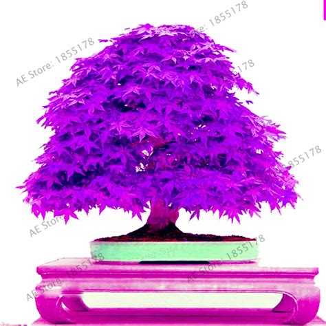 Japanese Purple Ghost Maple Tree Bonsai Flores Acer Palmatum Garden ...