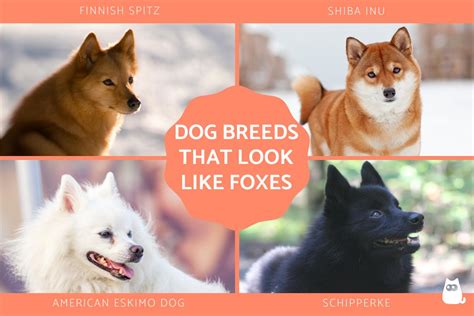 10 Dogs That Look Like Foxes - Fox Dog Breeds With Photos