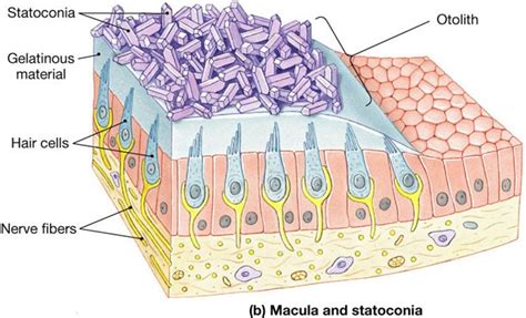 Vertigo - Crystals in the inner ears (BPPV)? - Physiovive