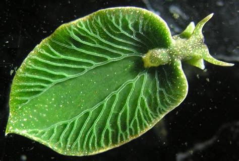 Elysia chlorotica, the slug that behave like a leaf - Encyclopedia of ...