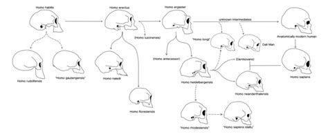 Human evolution - Wikipedia