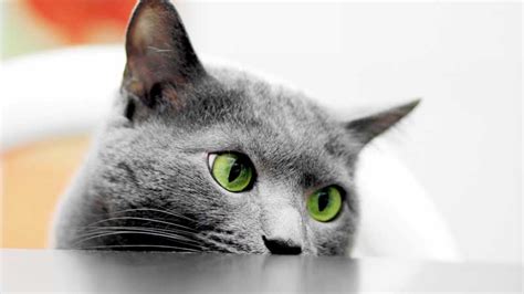 The 10 Cat Breeds With The Coolest Green Eyes