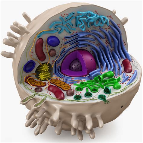 Animal Cell Diagram 3d Model