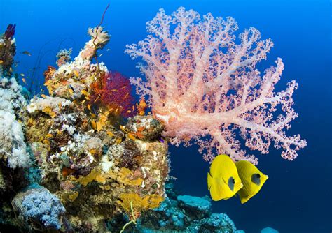 Underwater paradise: the most beautiful coral reefs around the world