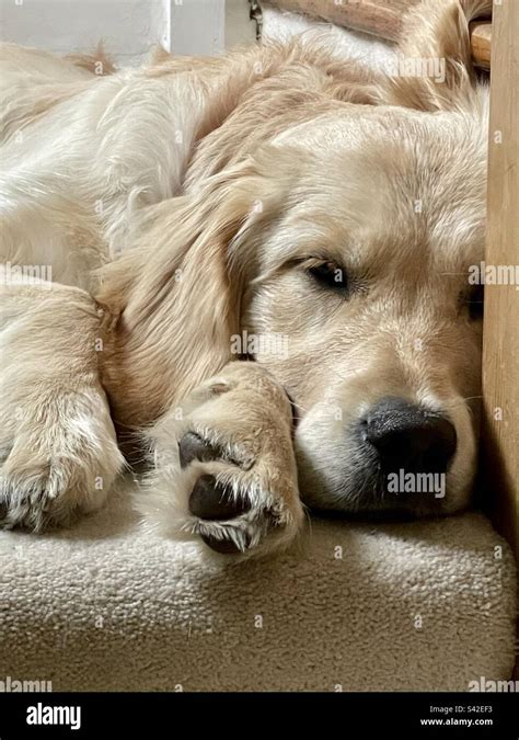 Golden Retriever Puppy Sleeping Stock Photo - Alamy