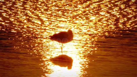 Pied Avocet Migration Birds in Thailand and Southeast Asia. Stock ...