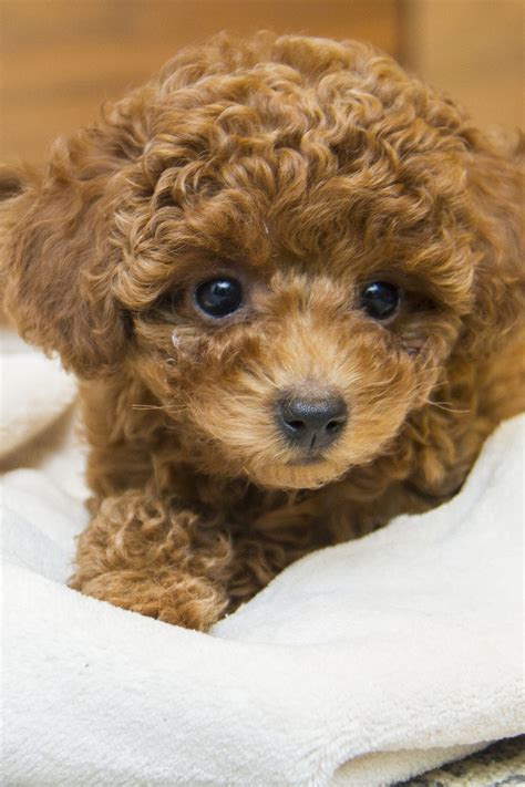 Poodle Puppies (20+ Perfect Pups) - Talk to Dogs