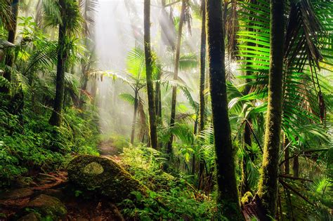 El Yunque National Forest in Puerto Rico - Explore a Lush Tropical ...