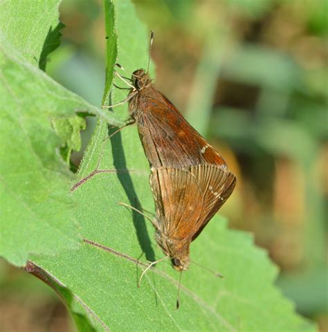 Clouded Skipper from Mercer County, KY, USA on August 29, 2022 at 10:01 ...