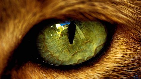 Angry Lion Eyes Wallpapers - Wallpaper Cave