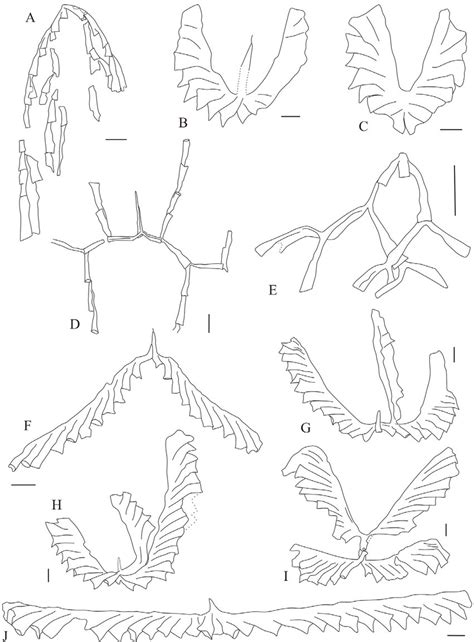 Representative graptolite genera and species from the Yiyang area ...