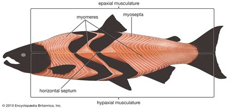 Muscle - Skeletal, Cardiac, Smooth | Britannica