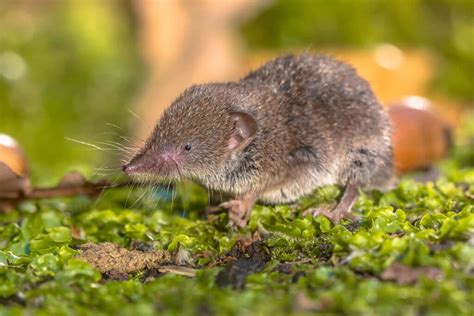 Small Rodents - Wildlife Center of Long Island