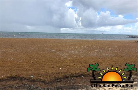 Unexpected influx of Sargassum invades San Pedro beaches - The San ...