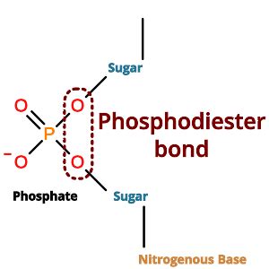 Phosphodiester Bond: Definition, Formation, Importance - PSIBERG