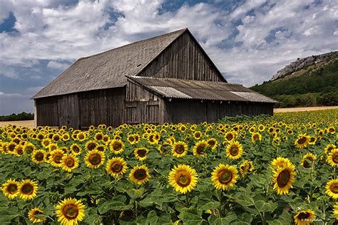 Simple and Beautiful, Australian Countryside | Country landscaping ...