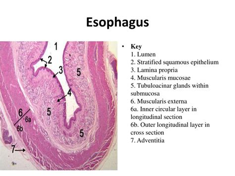 PPT - Esophagus histology PowerPoint Presentation, free download - ID ...