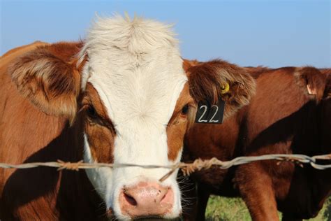 Herd Of Cows Free Stock Photo - Public Domain Pictures