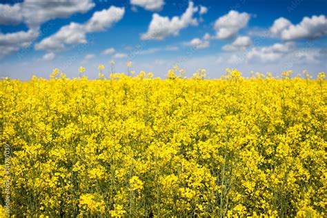 canola field on a sunny blue sky day Stock Photo | Adobe Stock