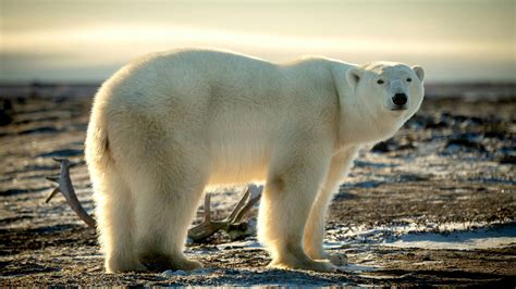 Polar bear population - WWF Arctic