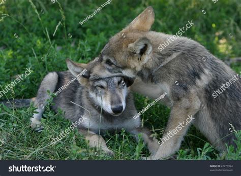 Wolf Pups Playing Stock Photo 22773994 - Shutterstock