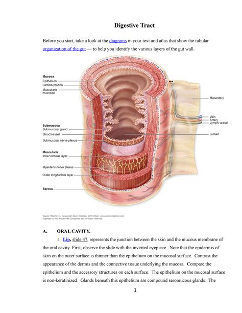 GI 1 and 2 histo lab - Digestive Tract Before you start, take a look at ...