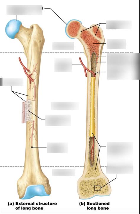 A & P Lecture 2 Diagram - Structure of long bones Diagram | Quizlet