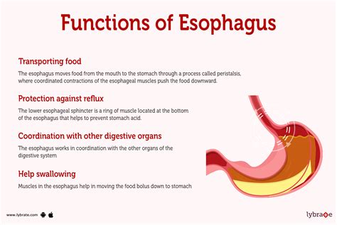 Esophagus (Human Anatomy): Picture, Function, Diseases, Tests, and ...