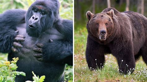 Gorilla vs Grizzly bear Fight, Size, Strength Updated 2022 - Zoological ...