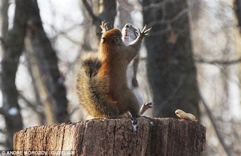 Close up of 2 red squirrels fighting for peanuts