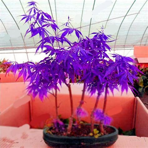 Japanese Purple Ghost Maple Tree Bonsai Flores Acer Palmatum Seeds ...