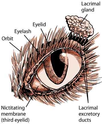 Cat Eye Problems And Treatment