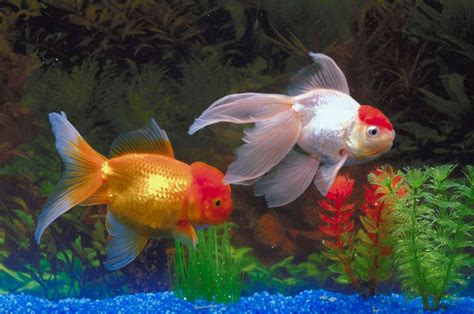 Types of freshwater fish - ventureslopers