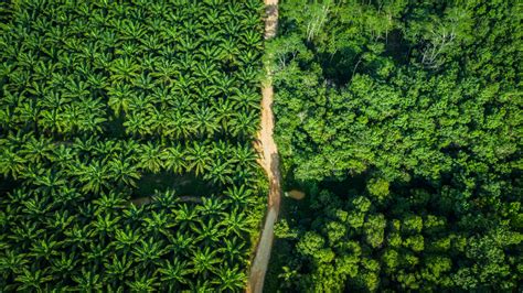 Palm Oil Deforestation: An Intro – Commodity Trading Guru